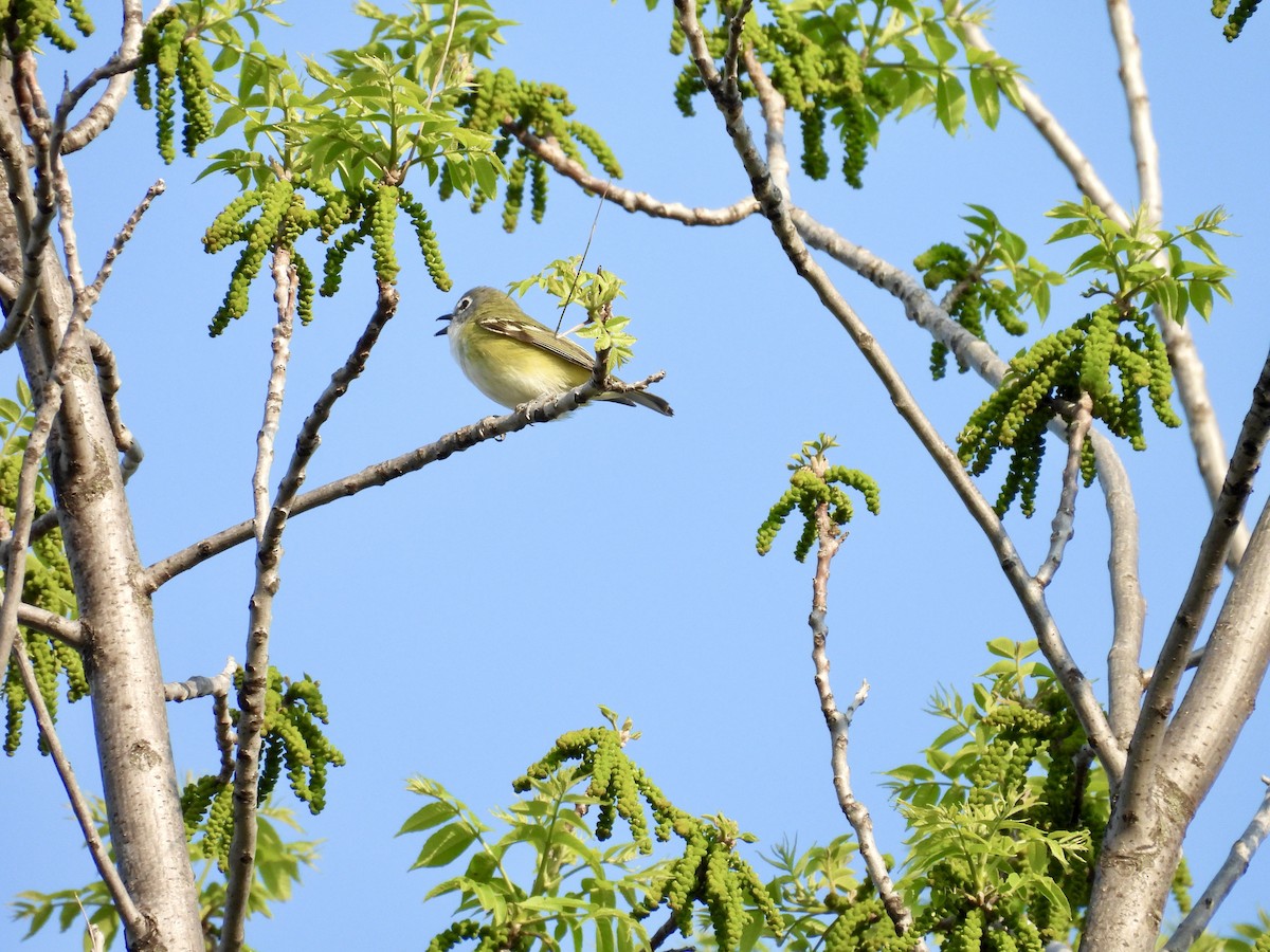 Blue-headed Vireo - ML619782384