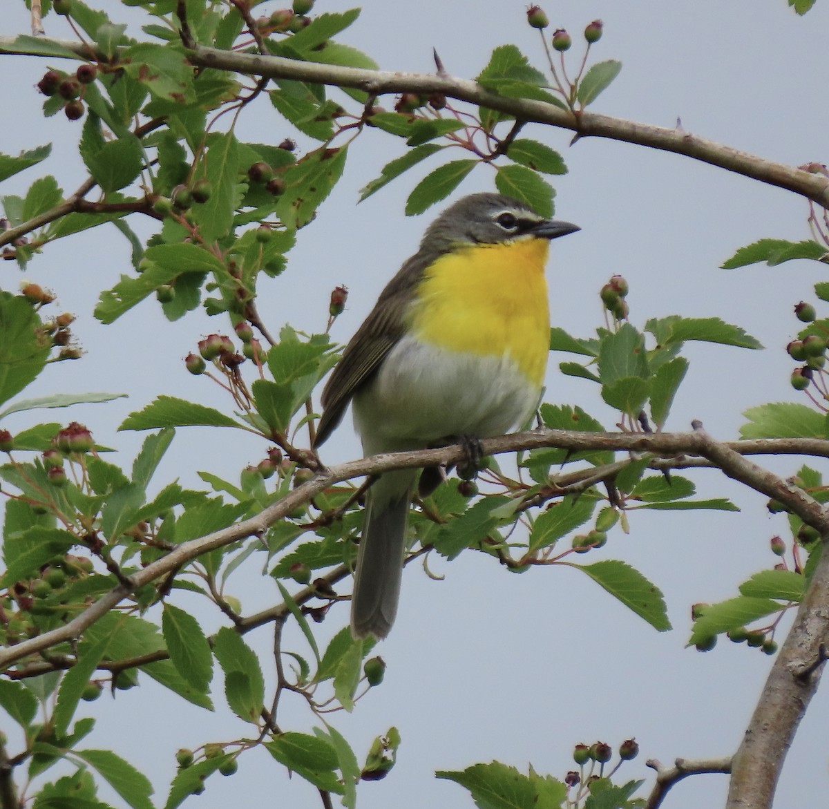Yellow-breasted Chat - ML619782391