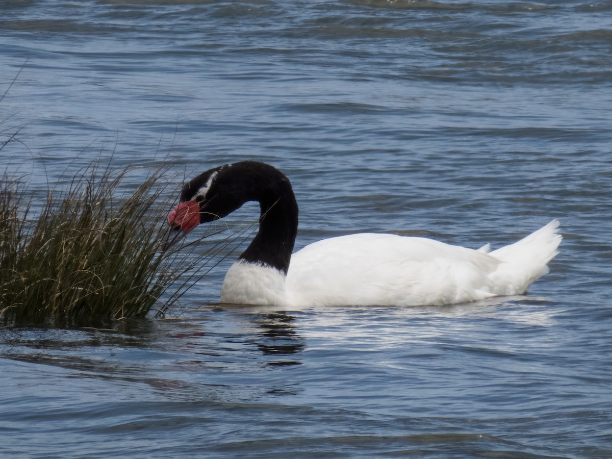 Black-necked Swan - ML619782405