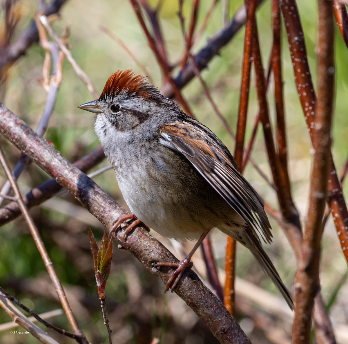 Swamp Sparrow - ML619782406