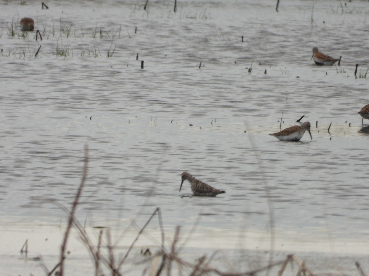 Stilt Sandpiper - Cynthia Norris