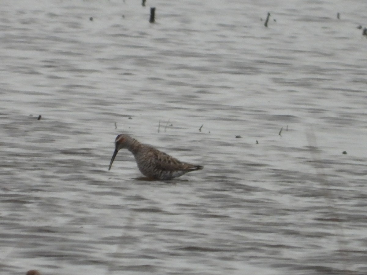 Stilt Sandpiper - Cynthia Norris