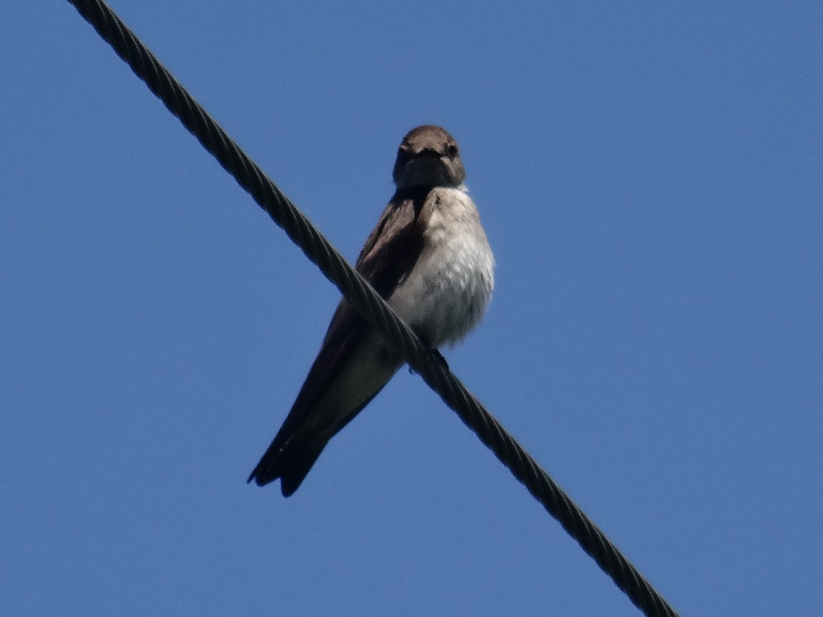Northern Rough-winged Swallow - ML619782459