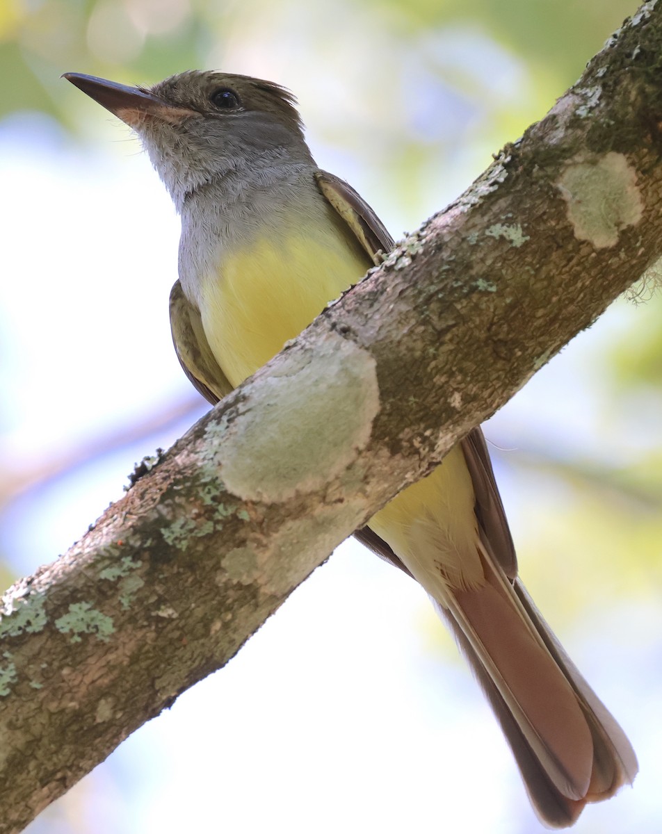 Great Crested Flycatcher - ML619782470