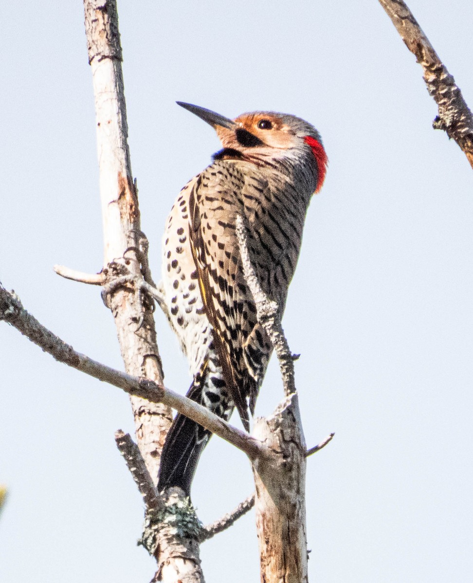 Northern Flicker - ML619782484