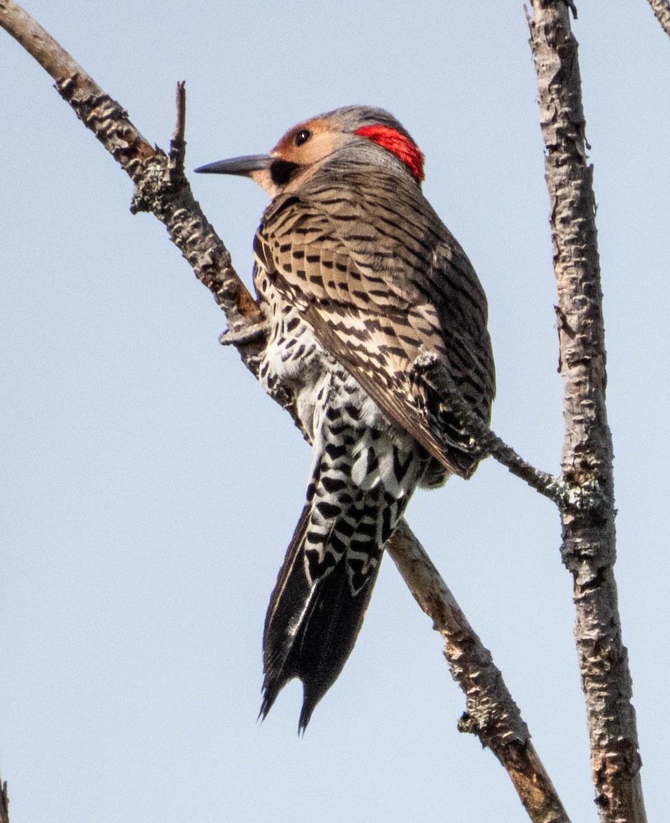 Northern Flicker - Amanda Dulworth