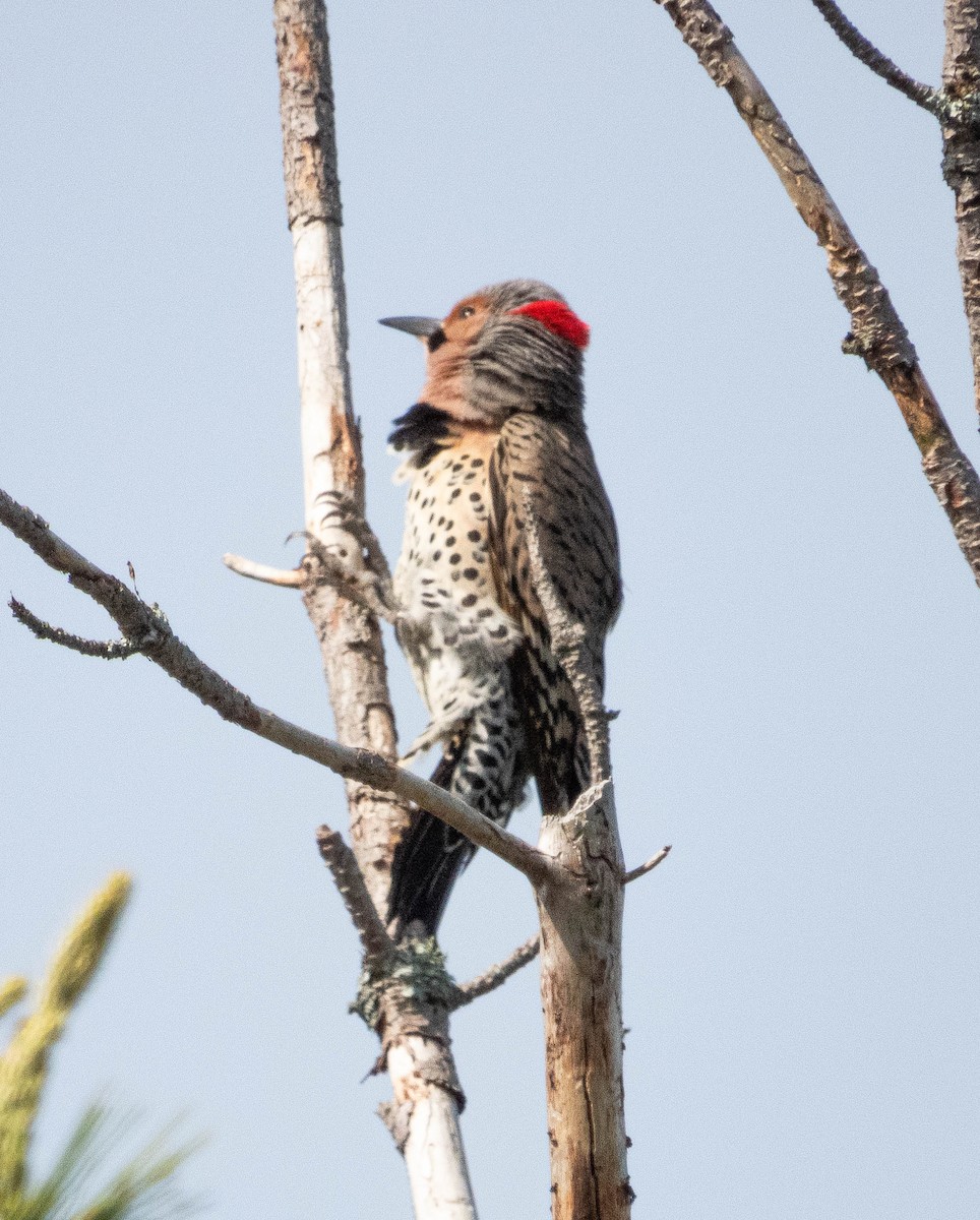 Northern Flicker - Amanda Dulworth