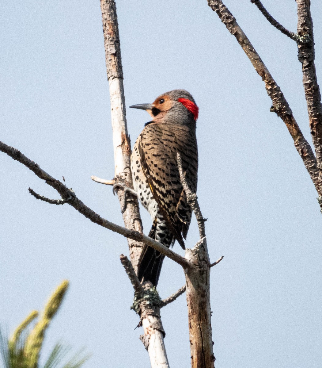 Northern Flicker - ML619782488