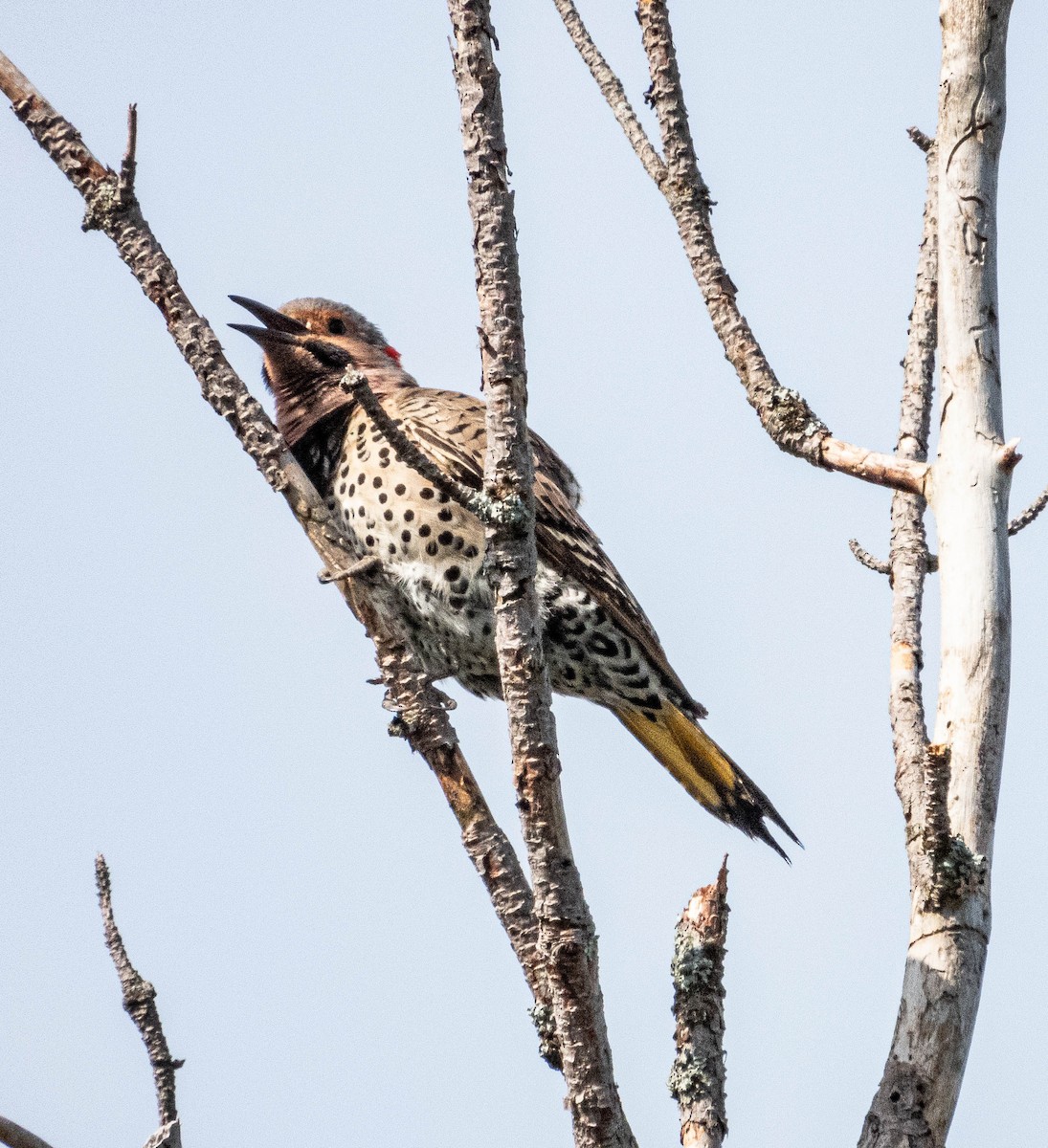 Northern Flicker - ML619782489