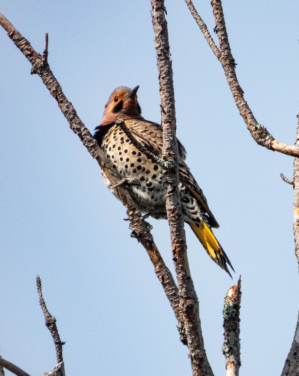 Northern Flicker - Amanda Dulworth