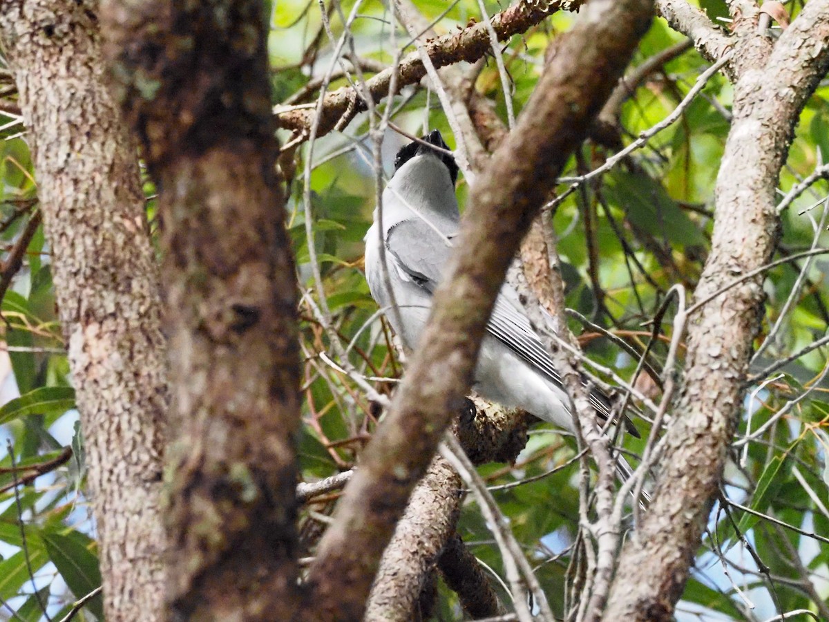 White-bellied Cuckooshrike - ML619782520