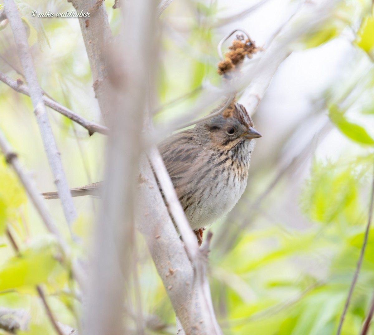 Lincoln's Sparrow - ML619782545