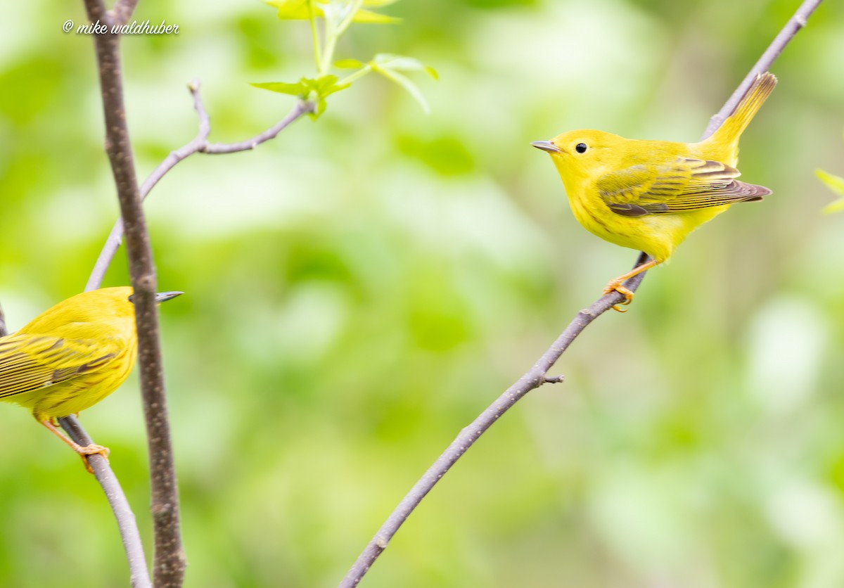 Yellow Warbler - ML619782556