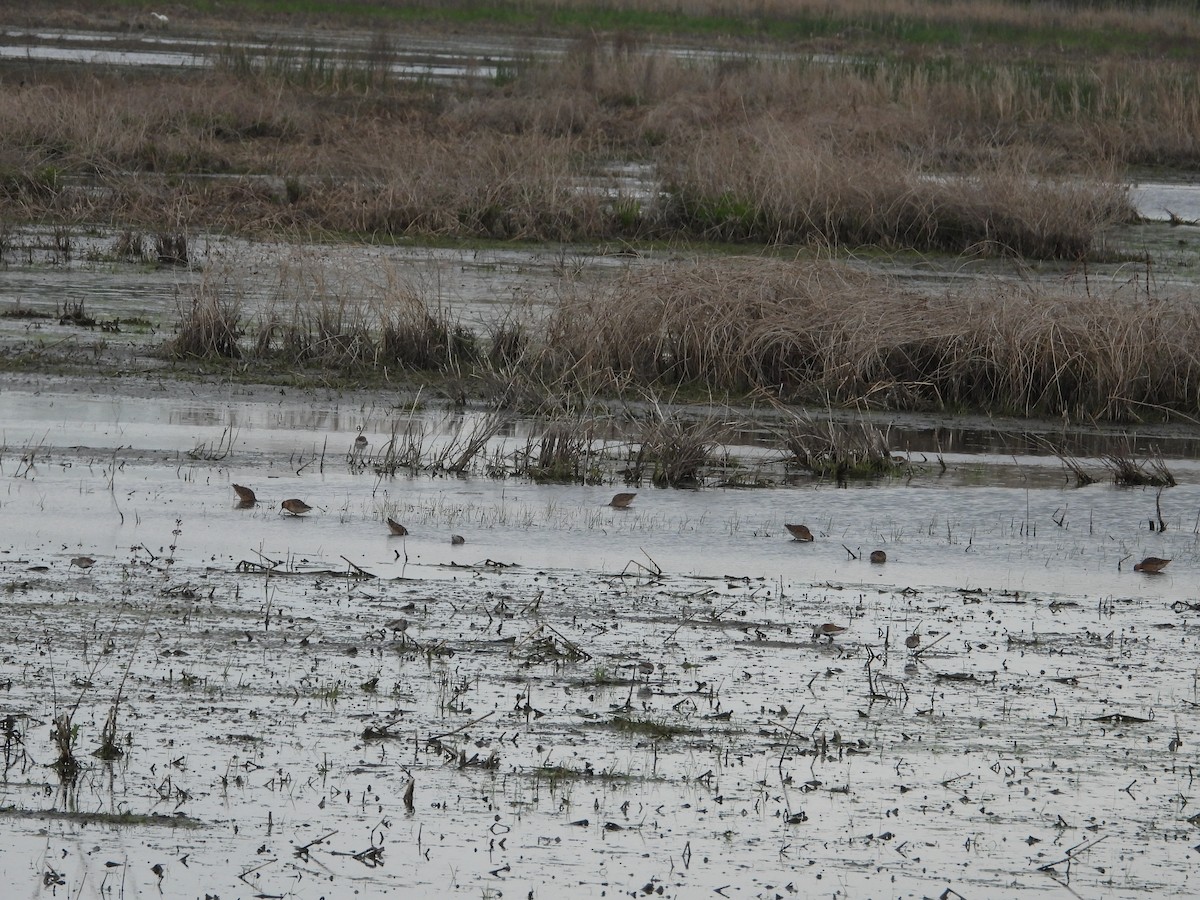 Short-billed Dowitcher - ML619782561