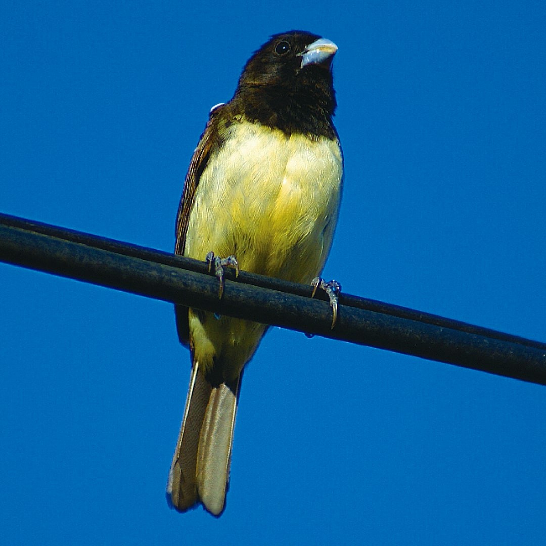 Yellow-bellied Seedeater - ML619782562