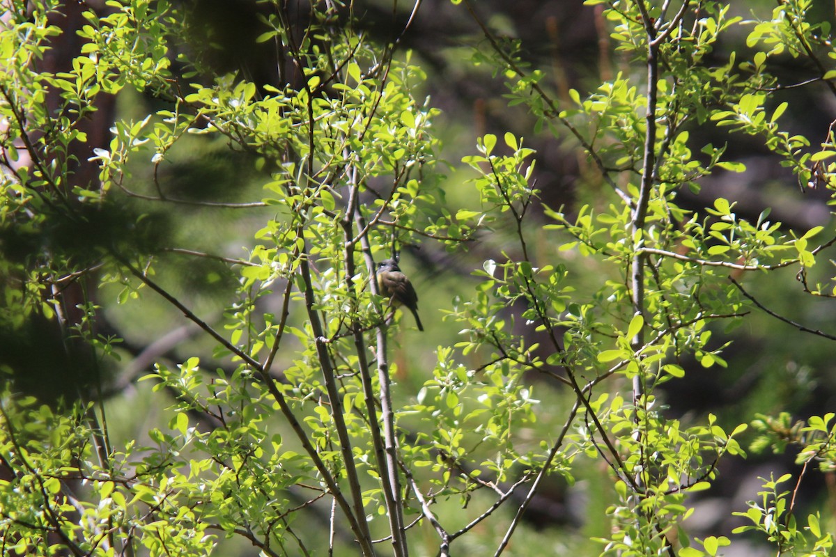 MacGillivray's Warbler - ML619782573