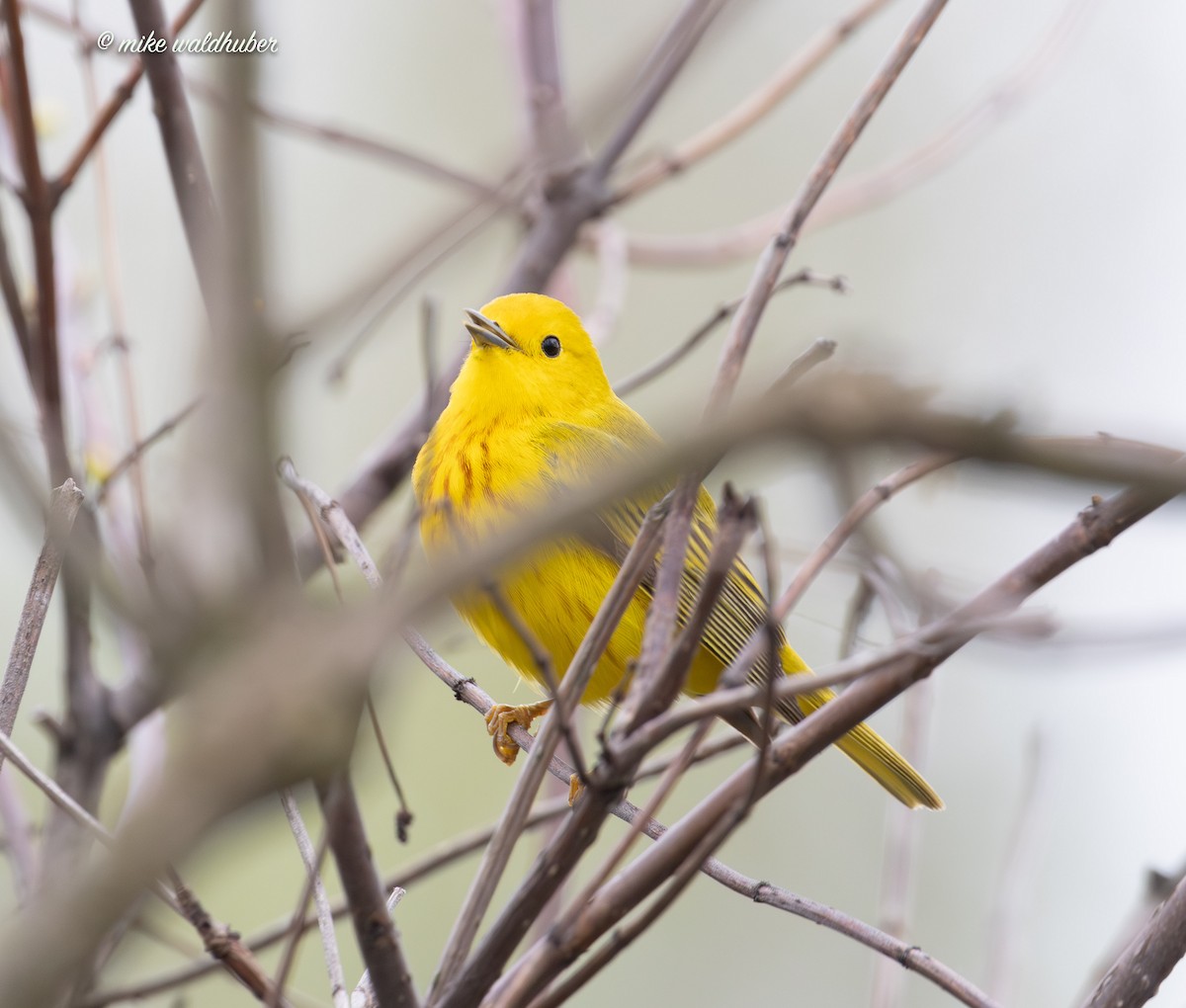 Yellow Warbler - ML619782581