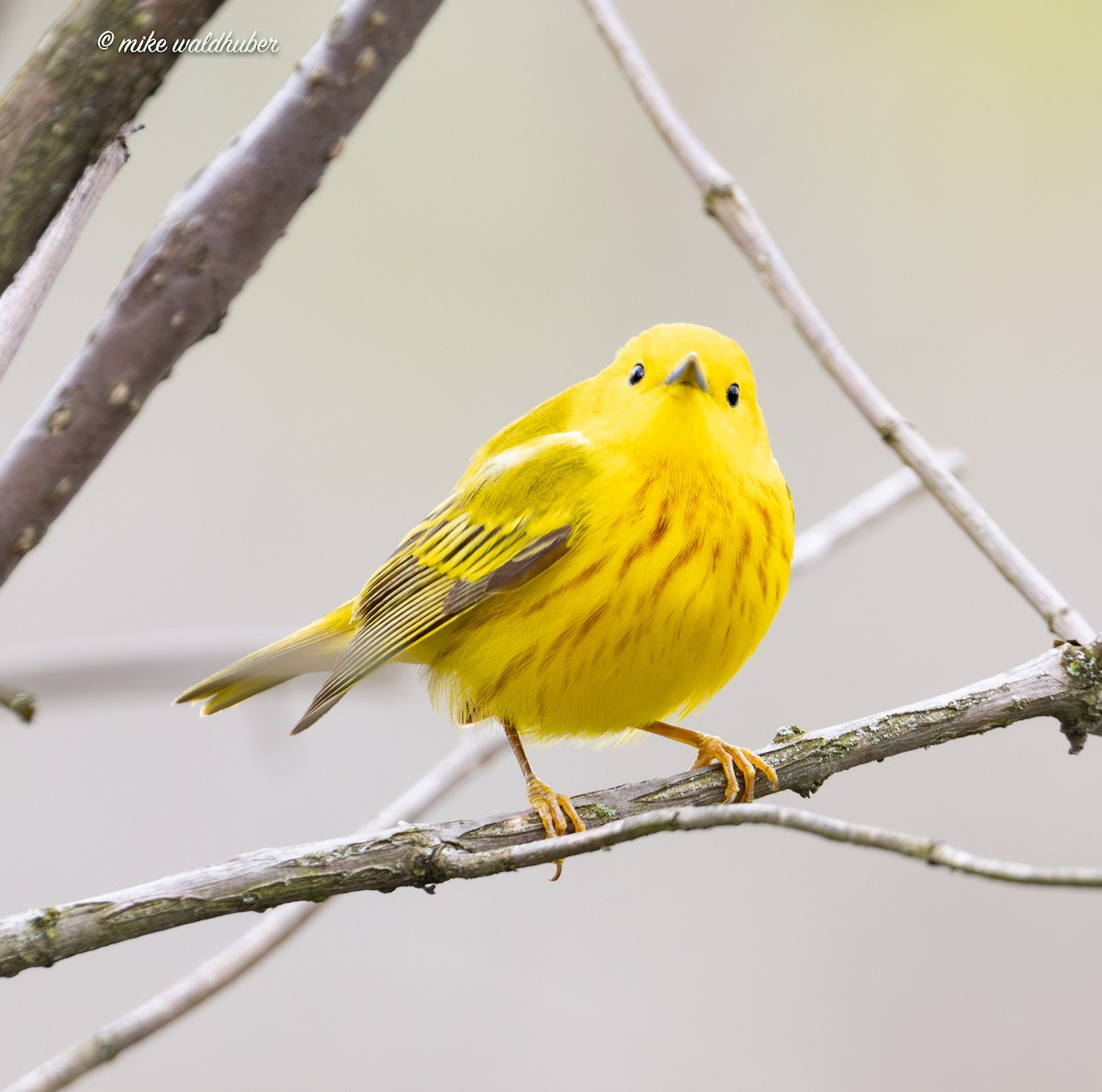 Yellow Warbler - ML619782585