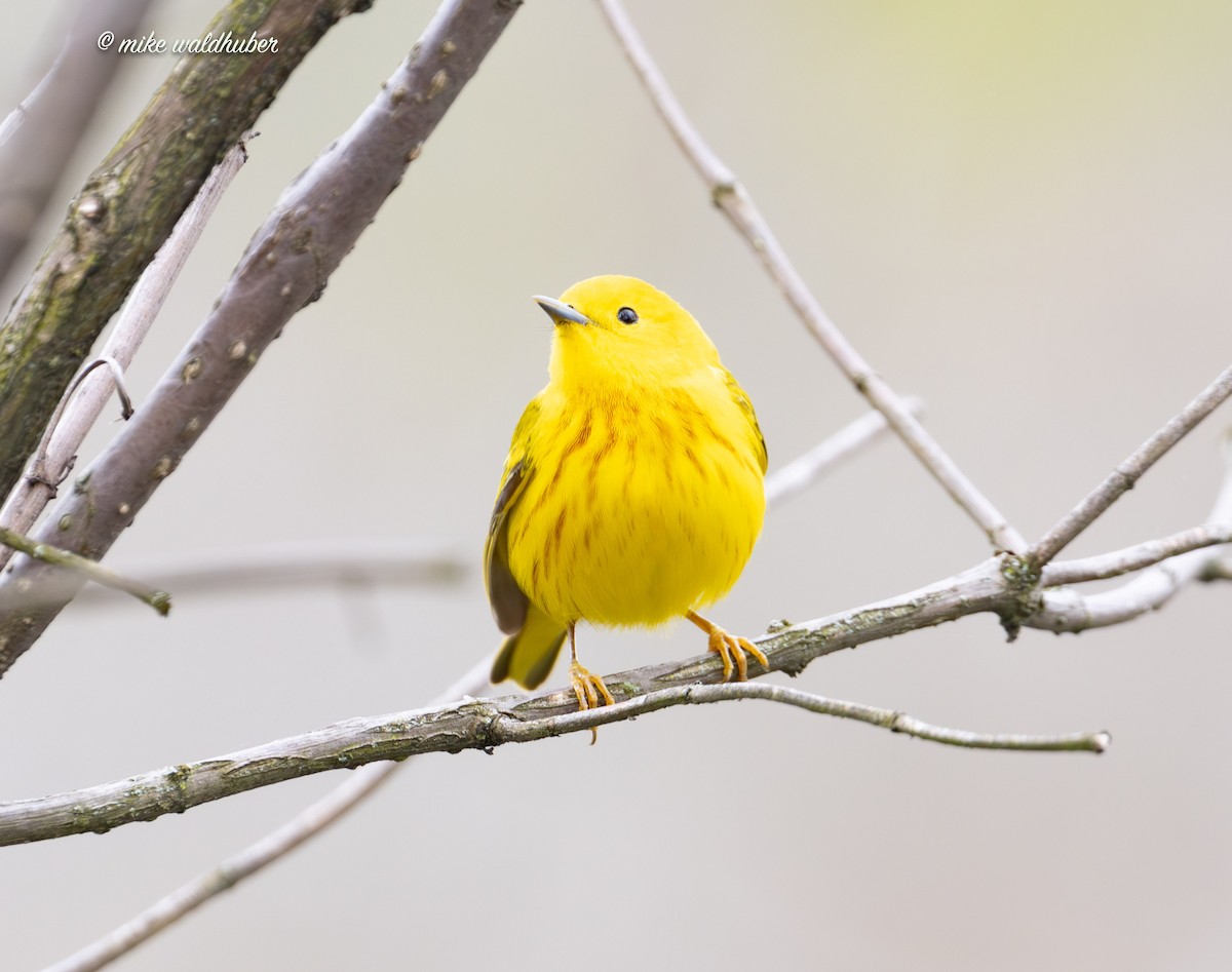 Yellow Warbler - ML619782586