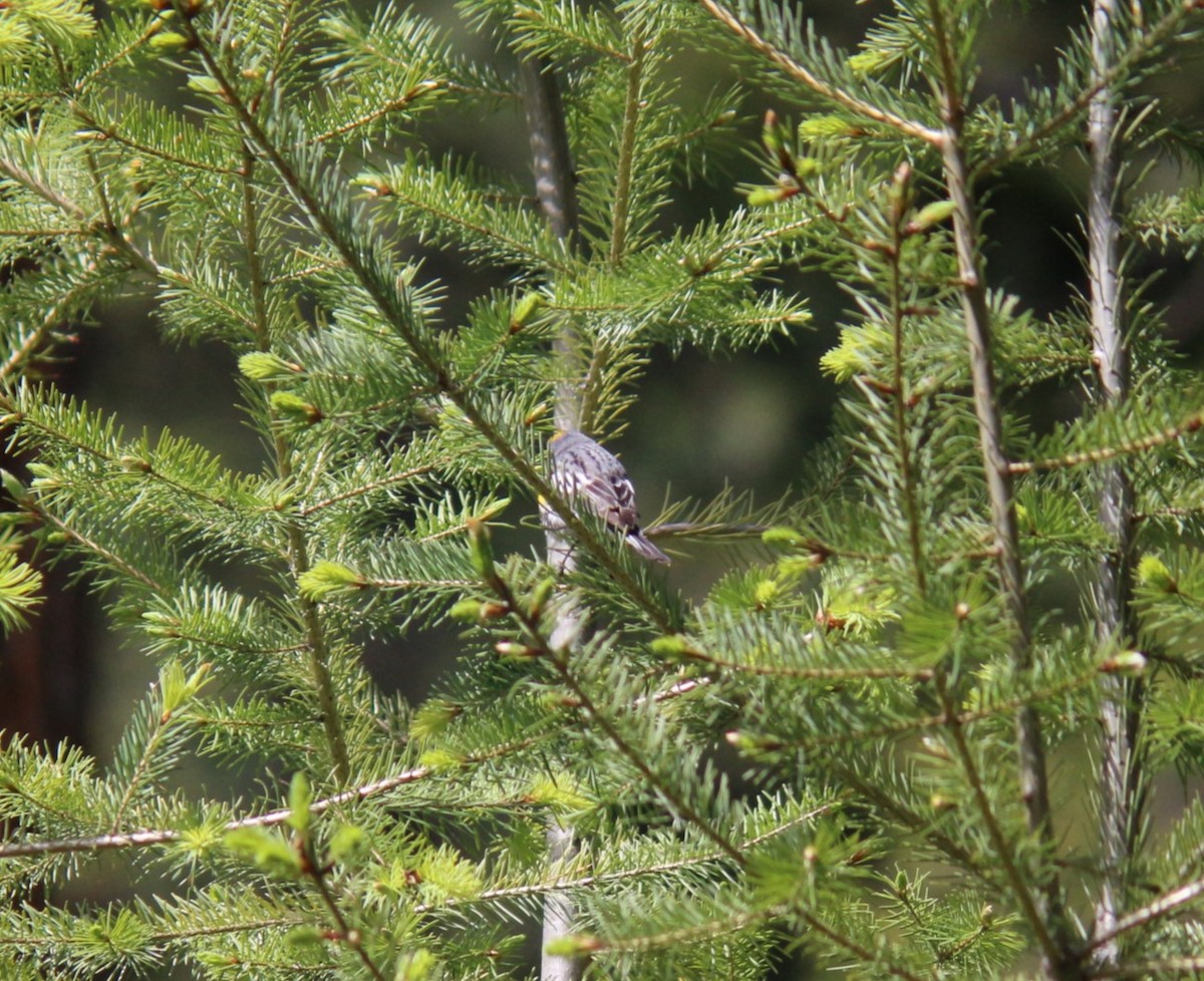 Yellow-rumped Warbler - ML619782594