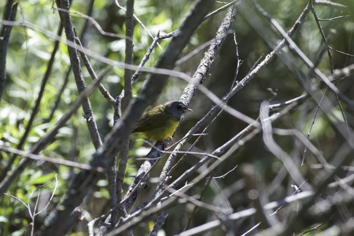 Mourning Warbler - ML619782610