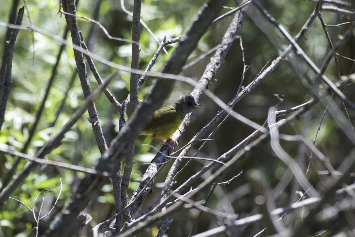 Mourning Warbler - ML619782611