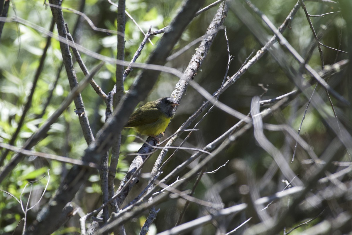Mourning Warbler - ML619782612