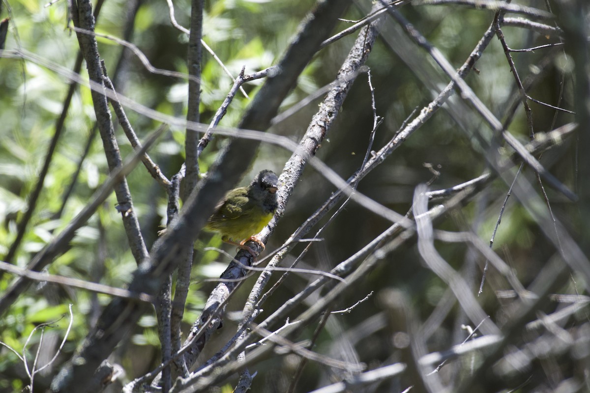 Mourning Warbler - ML619782613