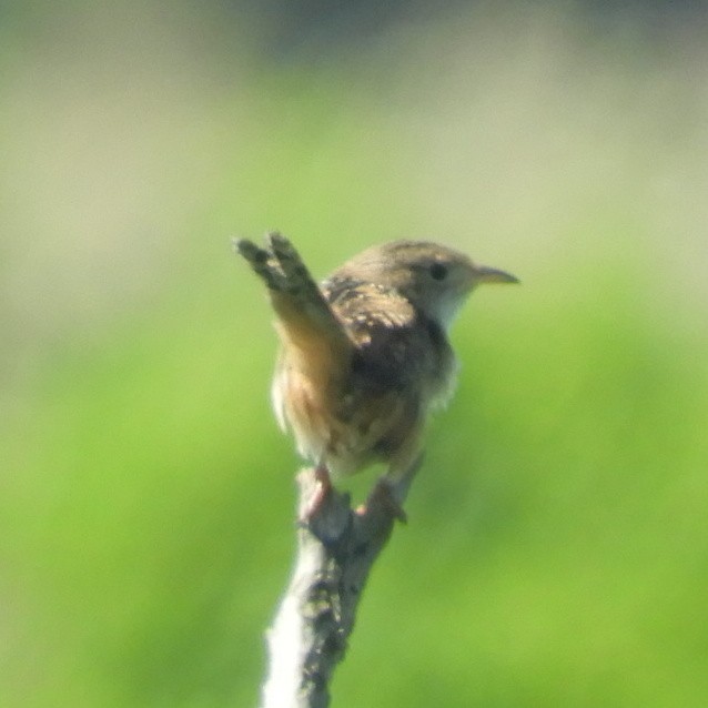 Sedge Wren - ML619782617