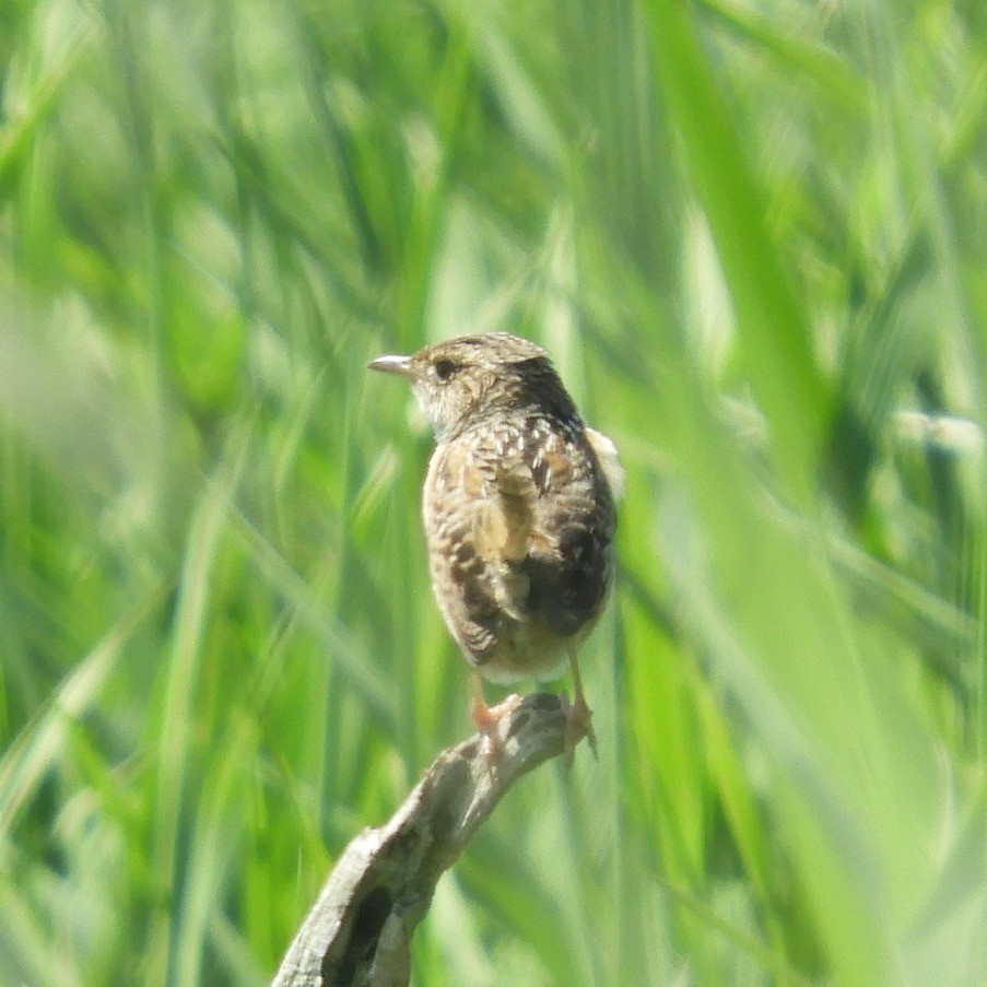 Sedge Wren - ML619782619