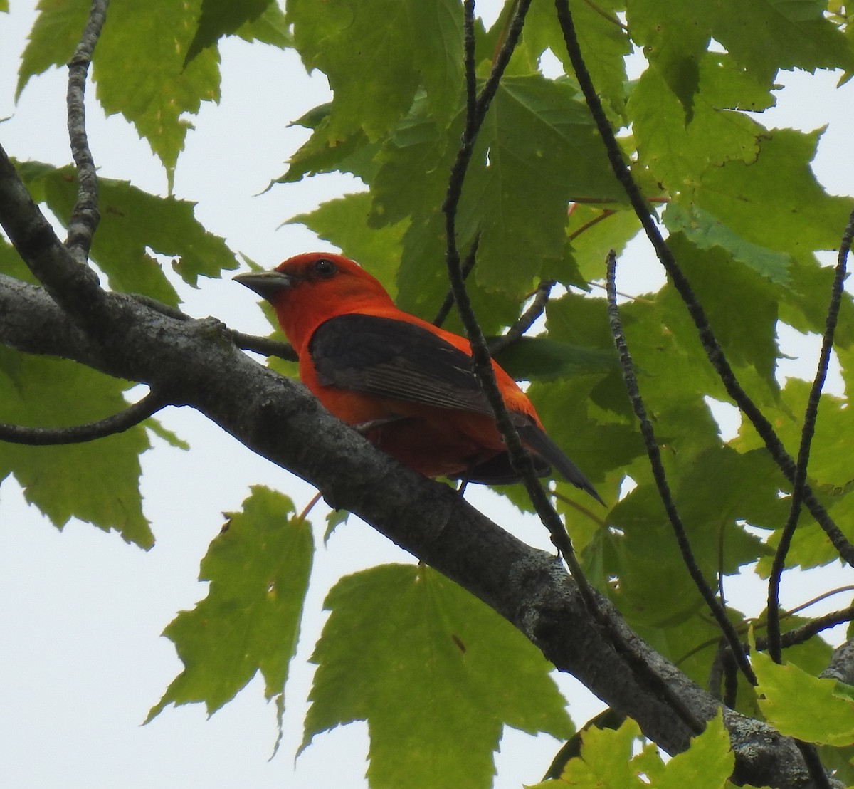 Scarlet Tanager - ML619782625