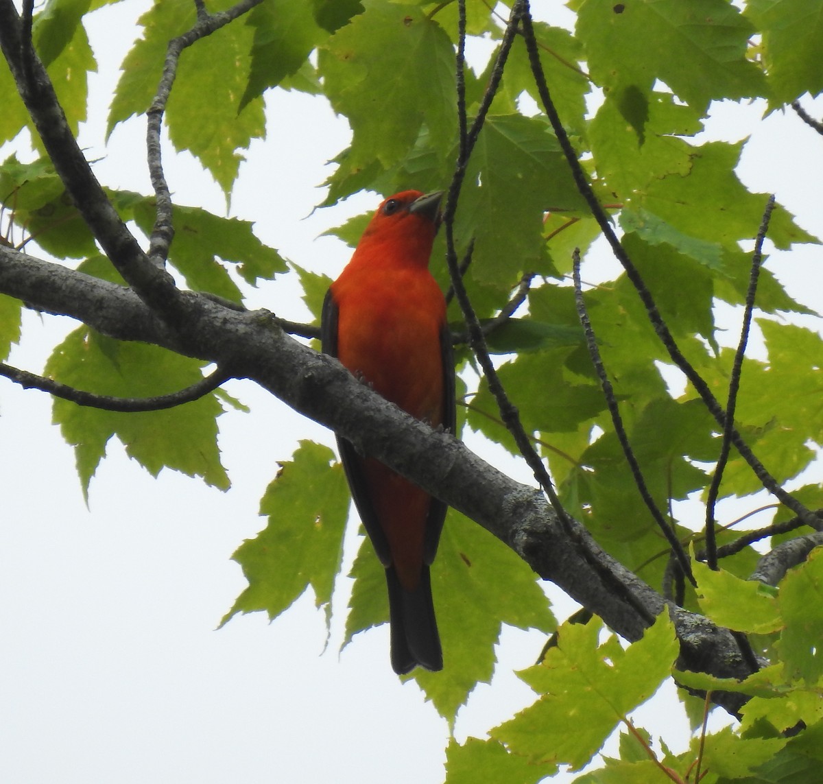 Scarlet Tanager - ML619782633