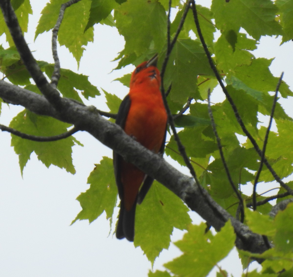 Scarlet Tanager - ML619782636