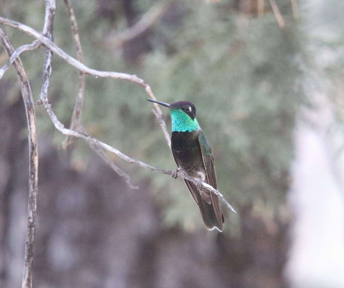 Colibrí Magnífico - ML619782637