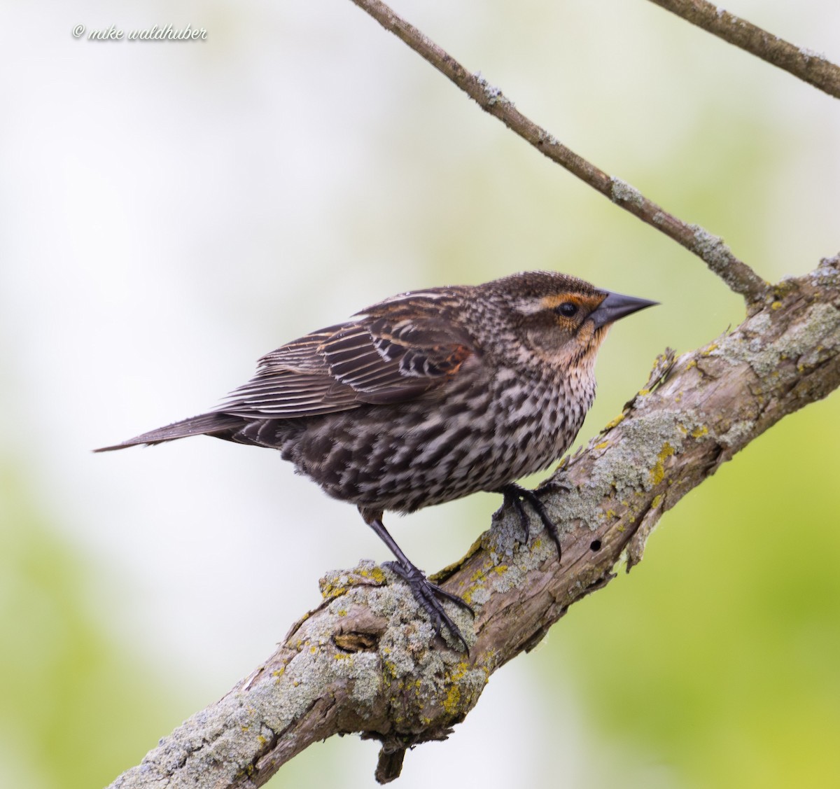 Red-winged Blackbird - ML619782643