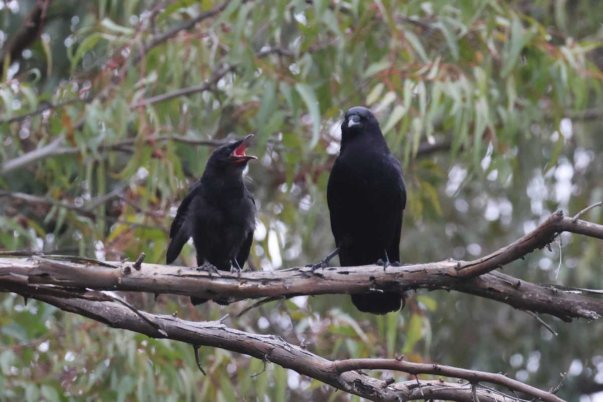 American Crow - Tom Fangrow