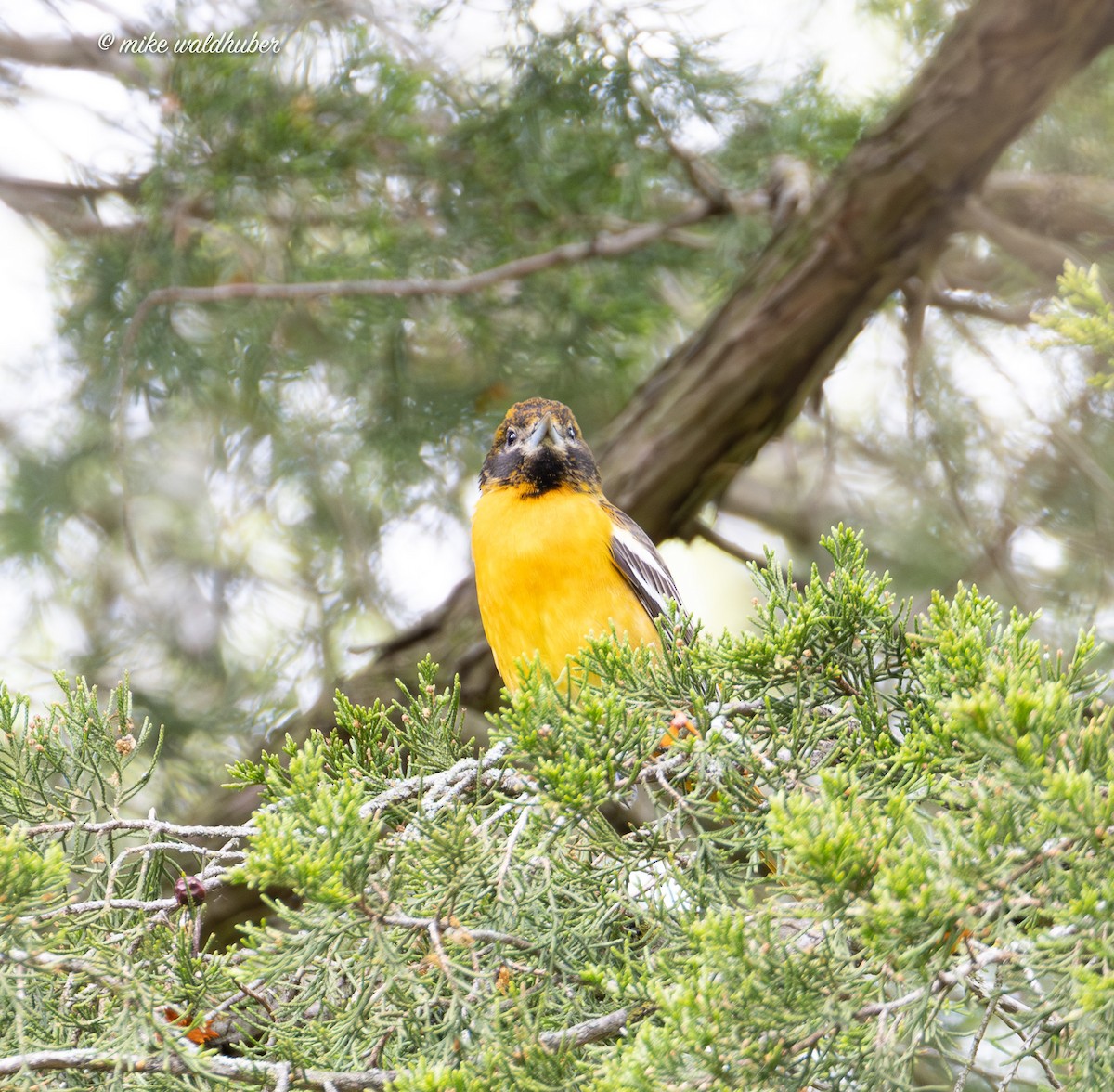 Baltimore Oriole - ML619782662