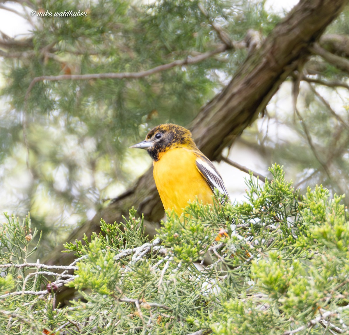 Baltimore Oriole - ML619782663