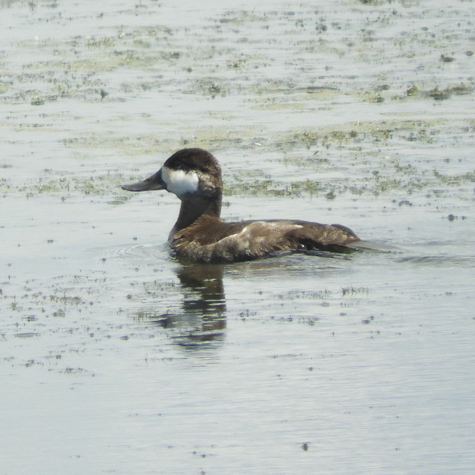 Ruddy Duck - ML619782666