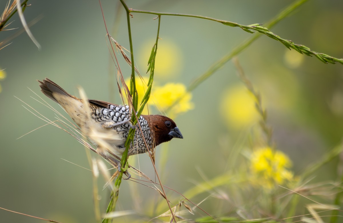 Scaly-breasted Munia - ML619782670