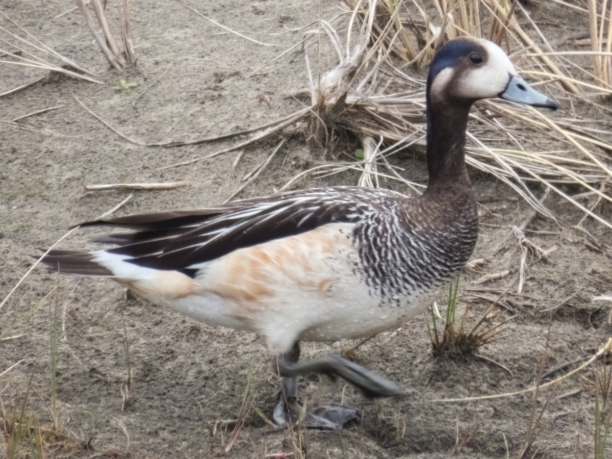 Chiloe Wigeon - ML619782694