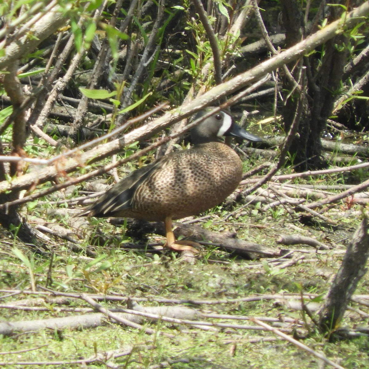 Blue-winged Teal - ML619782707