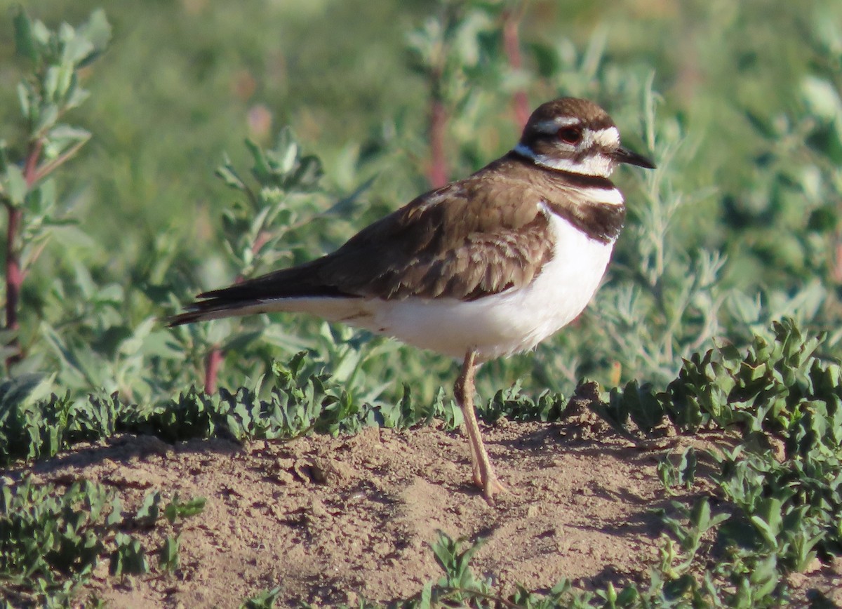 Killdeer - ML619782709