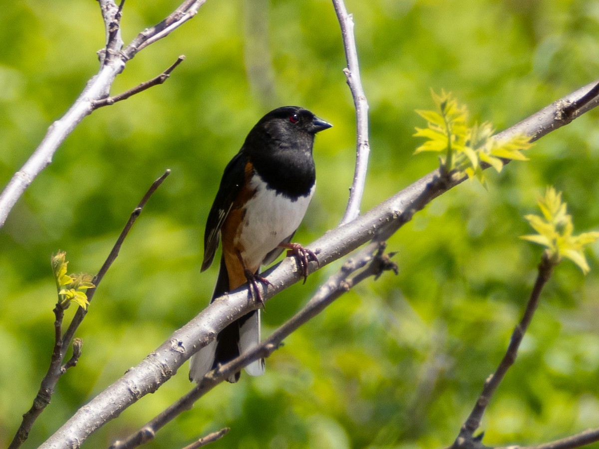Eastern Towhee - ML619782728