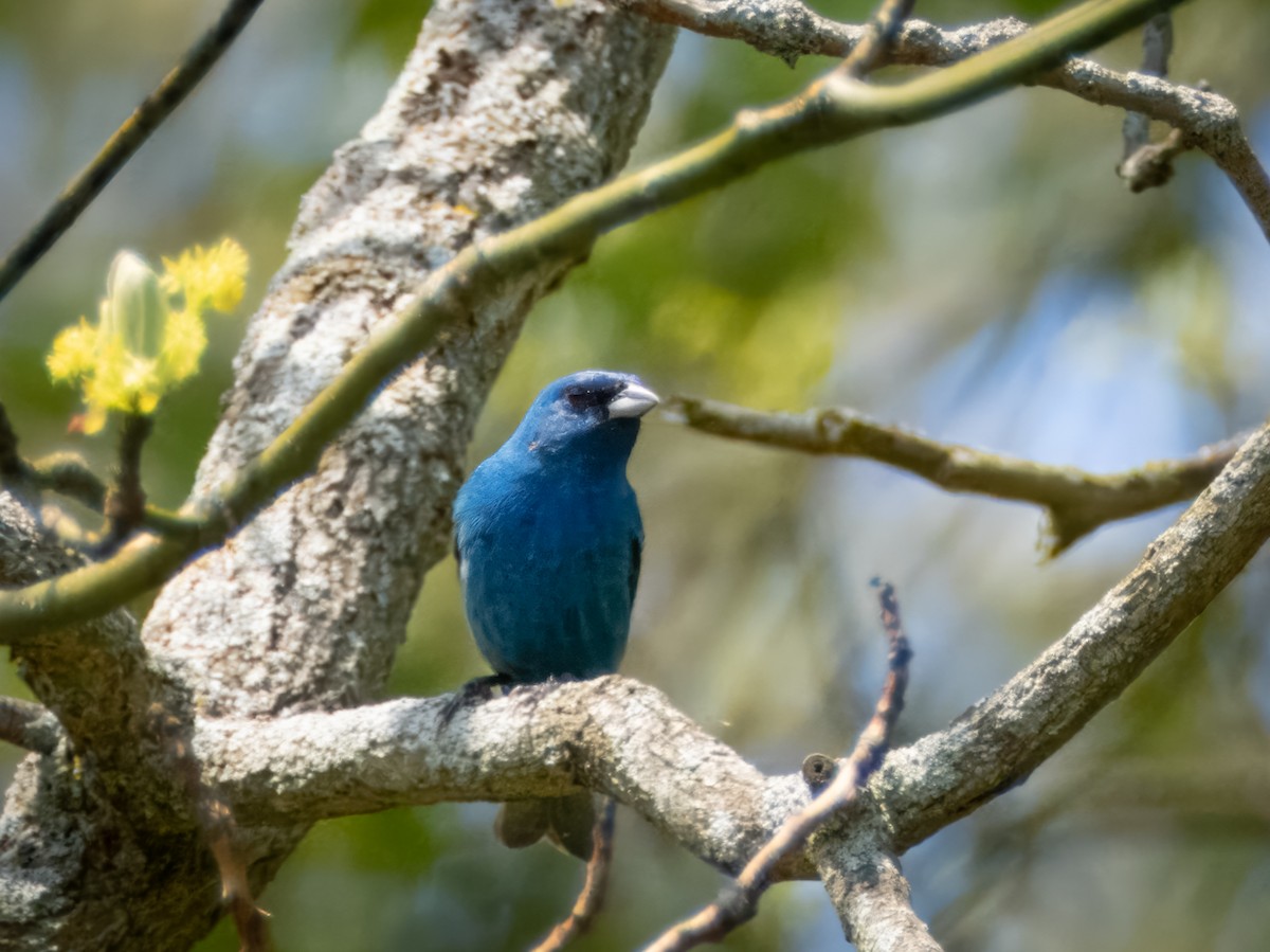 Indigo Bunting - ML619782736