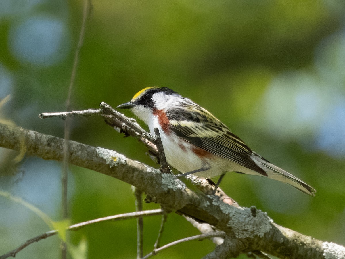 Chestnut-sided Warbler - ML619782744