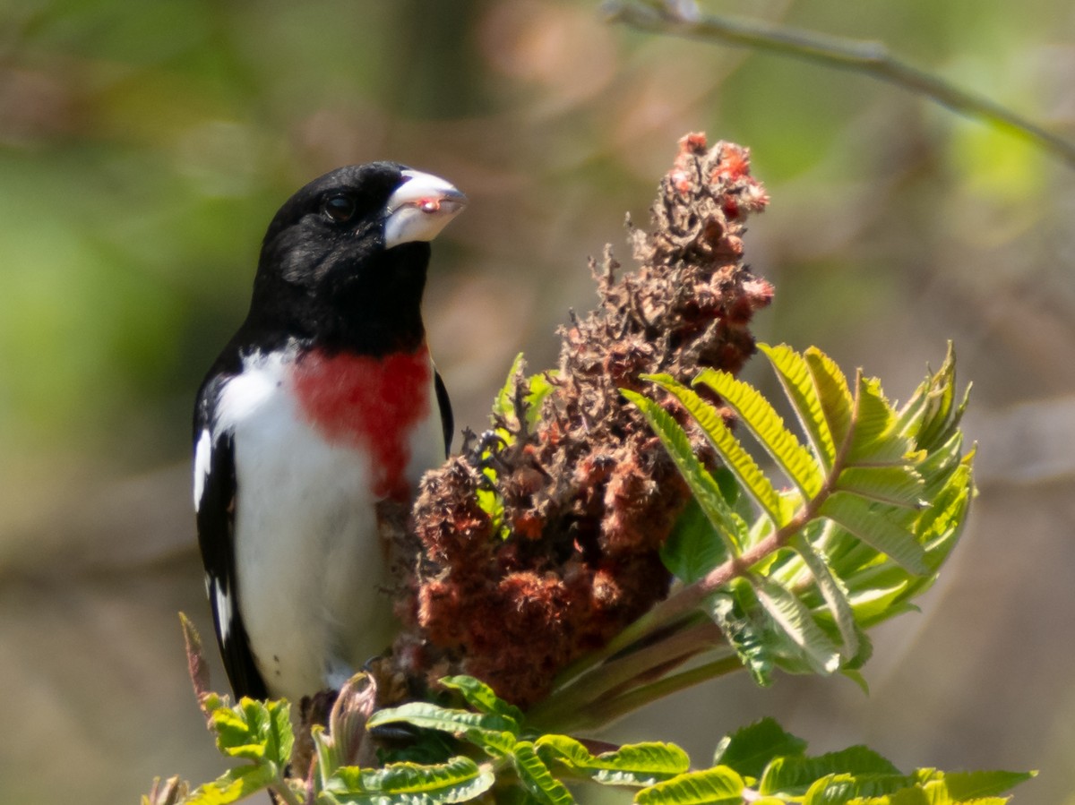 Rose-breasted Grosbeak - ML619782748