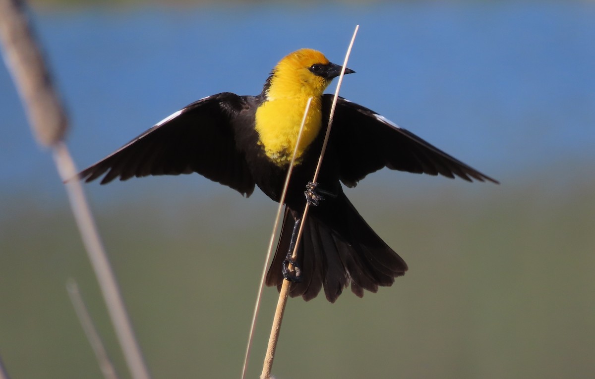 Yellow-headed Blackbird - ML619782762