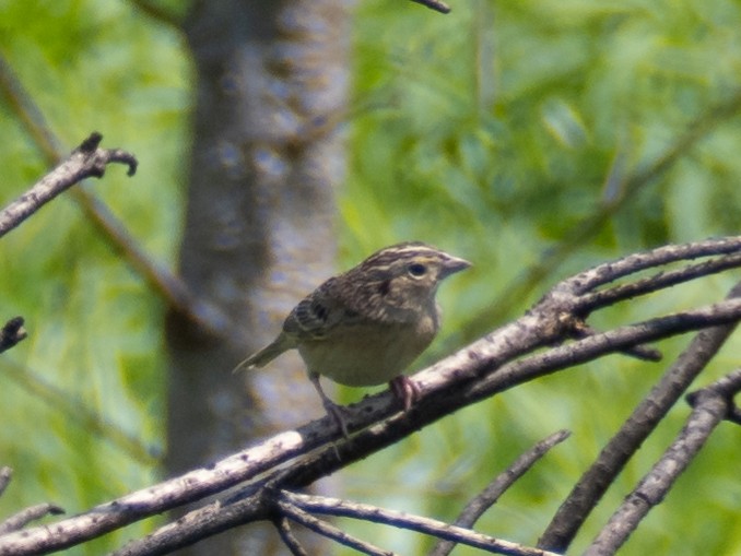 Grasshopper Sparrow - ML619782774