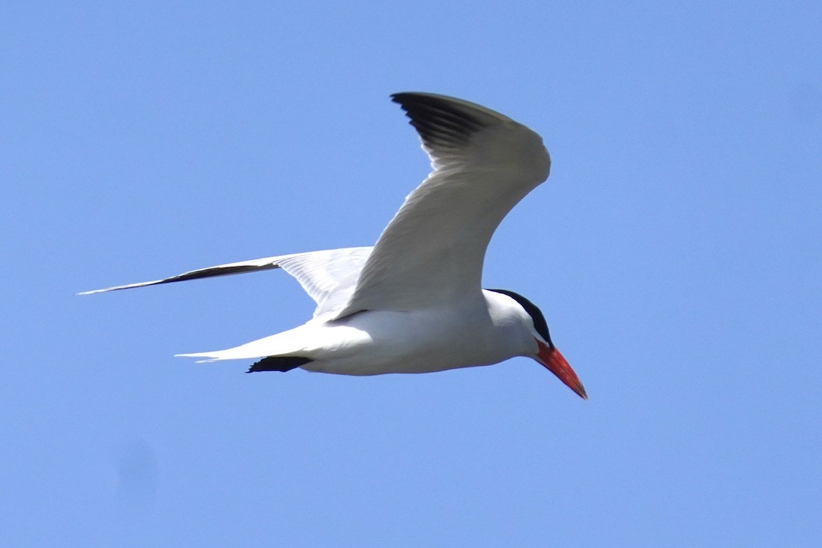 Forster's Tern - ML619782776